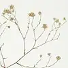 S. regnelli: Details of a Symphyotrichum regnelli herbarium specimen held at the New York Botanical Garden, collected 10 March 2001, Rio Grande do Sul, Brazil.