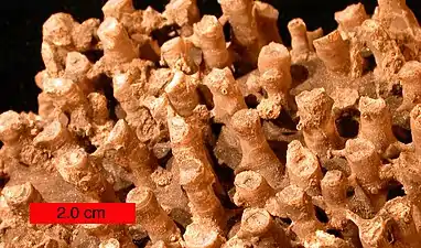 Tabulate coral (a syringoporid); Boone limestone (Lower Carboniferous) near Hiwasse, Arkansas, scale bar is 2.0&nbsp;cm