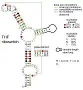 Tetrahydrofolate riboswitch: Secondary structure for the riboswitch marked up by sequence conservation.