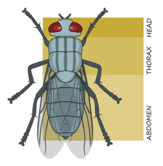Tagmata of an insect: head (cephalon), thorax and abdomen