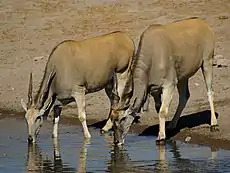 Taurotragus oryx, the Common eland, is a species with a conservation status of least concern