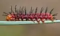 Larva