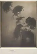 The Shadows on the Wall (Chrysanthemums), c.1906