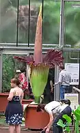 A. titanum, world record flower 320 cm high, Botanical Gardens University of Bonn, 21 June 2013