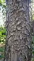 Toona ciliata bark, tree near Macksville, New South Wales, Australia