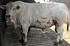 A bull of the Bianca Modenese breed of cattle stands in the center of the frame.