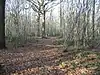Ileden and Oxenden Woods
