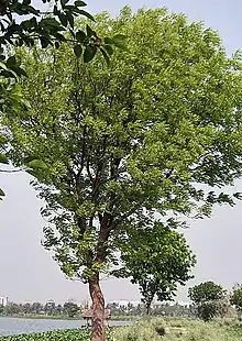 Spanish Mahogany tree found in Cubbon Park
