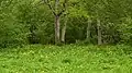 Habitat