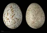 Turdus merula cabrerae - MHNT