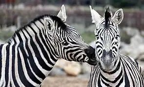 Zebras