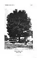 Tree labelled U. densa Litv. (for comparison)