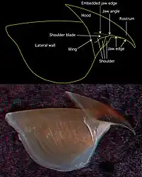 Side view of the upper beak from the same specimen (2.7&nbsp;mm URL)