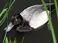 Lesser scaup (Aythya affinis)