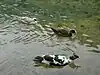 Vrelo Bosne ducks