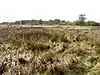 Wangford Warren and Carr