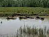 Chippenham Fen