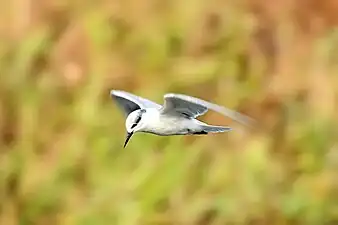 C. h. hybrida, non-breeding plumage