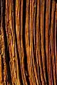 Bark
