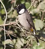 At Bharatpur, Rajasthan, India