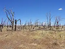 A color picture of some burned trees