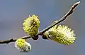 Three male catkins on a willow (Salix sp.)