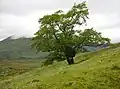 The Last Ent of Affric, Glen Affric (2022)