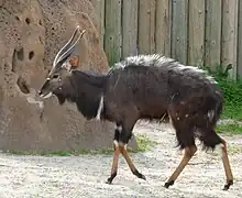 Nyala buck.