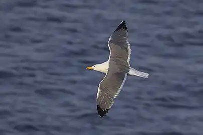 adult, Malta