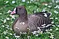 A lesser white-fronted goose at Weltvogelpark Walsrode