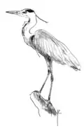 Ardea cinerea