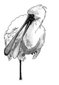 Platalea regia